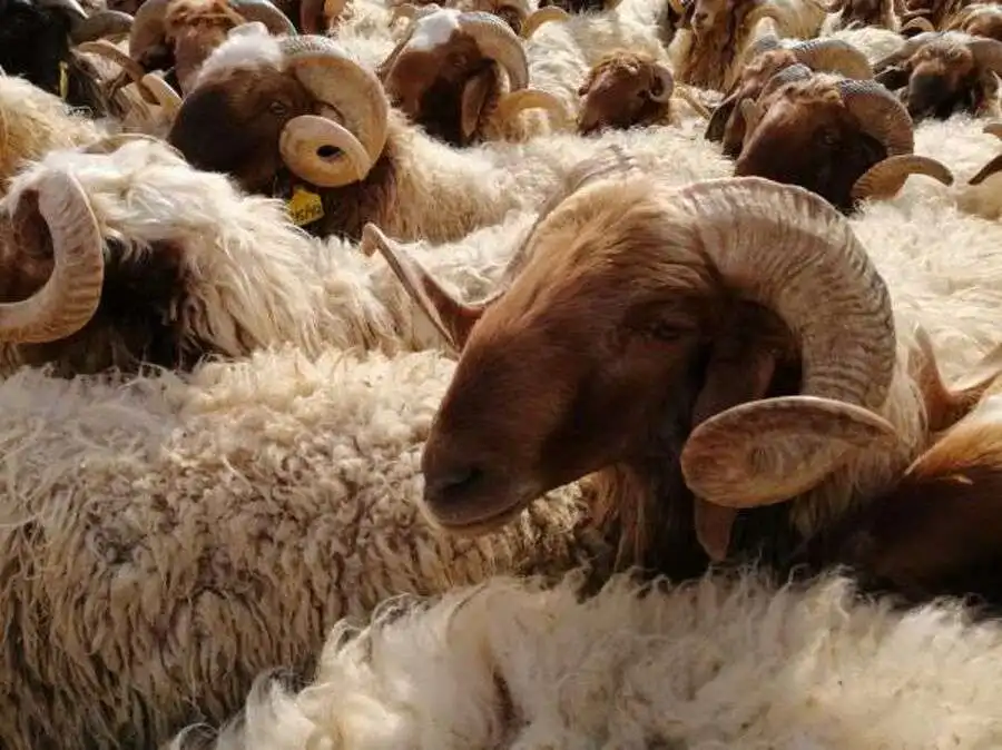 مدار الساعة,أخبار اقتصادية,وزير الزراعة