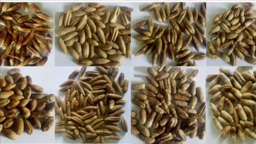 مدار الساعة,أخبار الصحة والأسرة