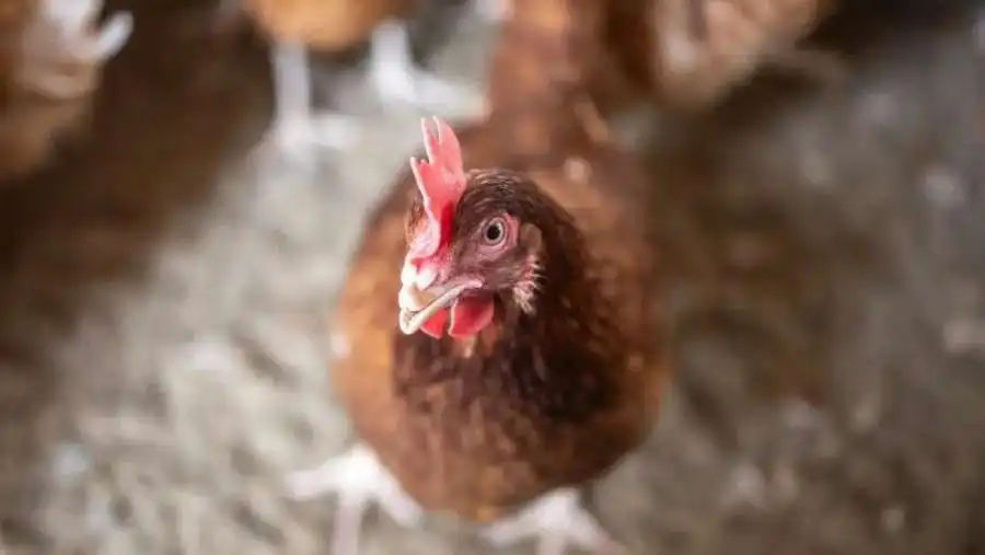 مدار الساعة,أخبار الأردن,اخبار الاردن,وزارة الزراعة