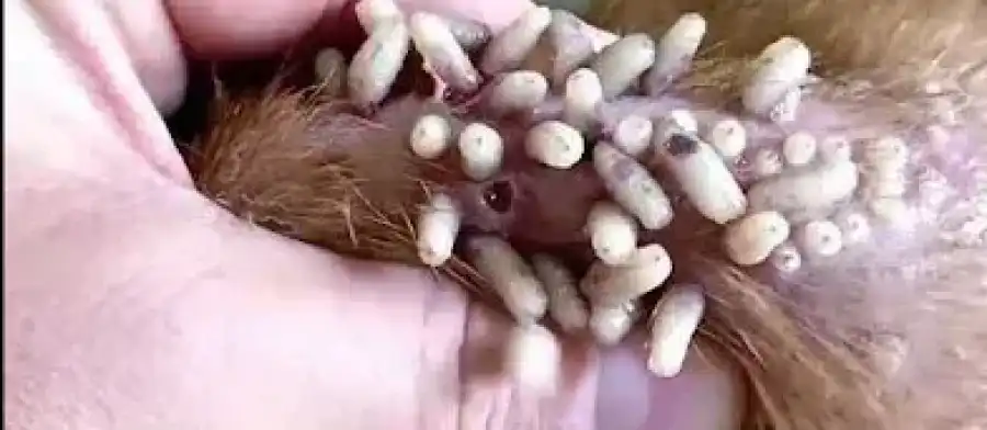 مدار الساعة,أخبار عربية ودولية,وزارة الصحة