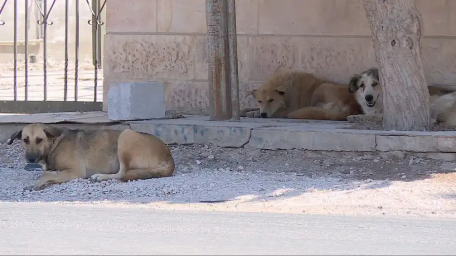مدار الساعة,أخبار الأردن,اخبار الاردن,وزارة الصحة,منظمة الصحة العالمية
