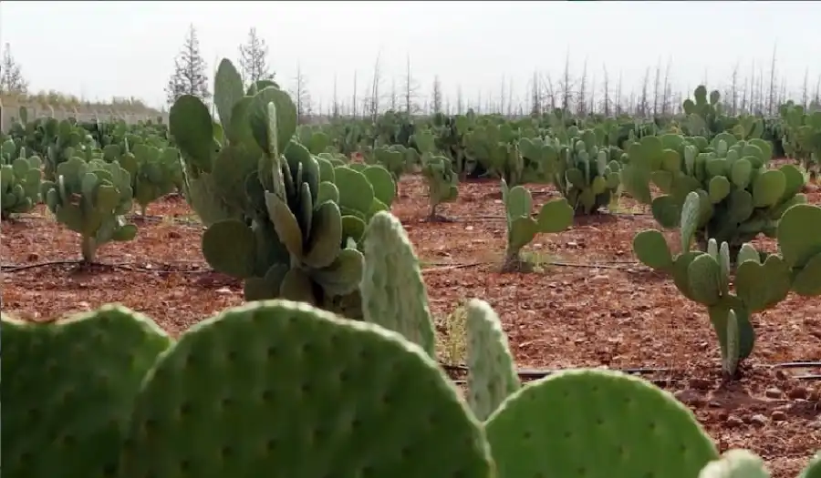 مدار الساعة,أخبار خفيفة ومنوعة