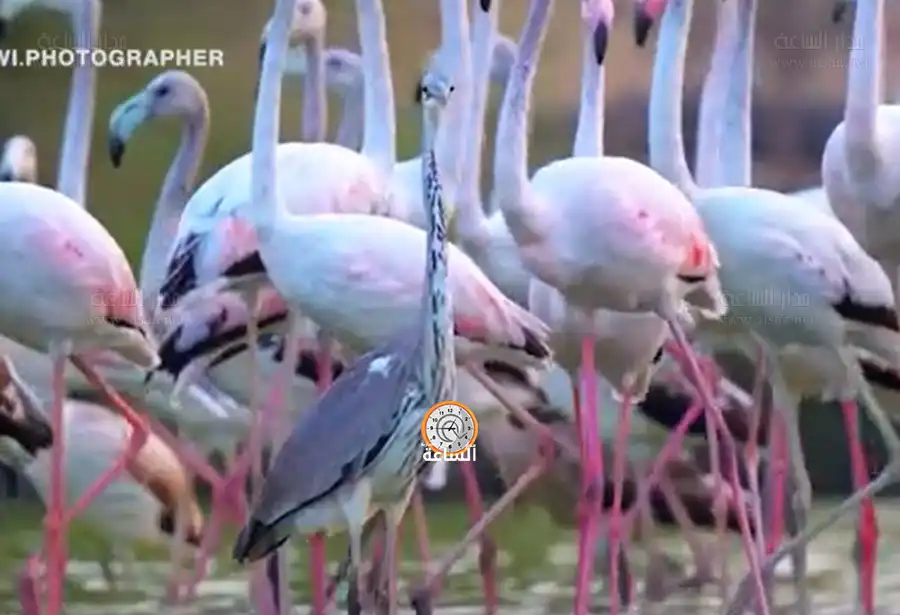 مدار الساعة,Video,فيديو,أخبار خفيفة ومنوعة,أخبار الصحة والأسرة,وسائل التواصل الاجتماعي