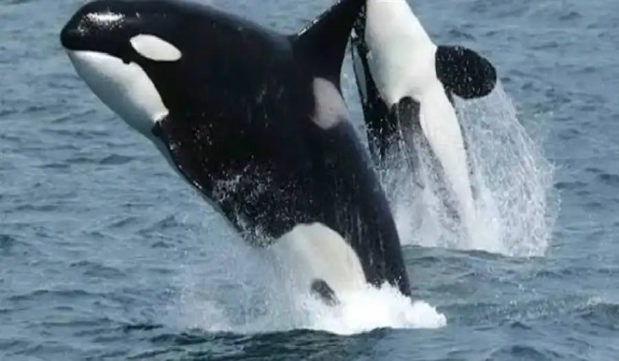 مدار الساعة,أخبار الصحة والأسرة