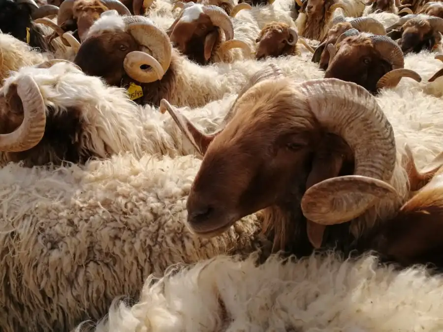 مدار الساعة,أخبار الأردن,اخبار الاردن