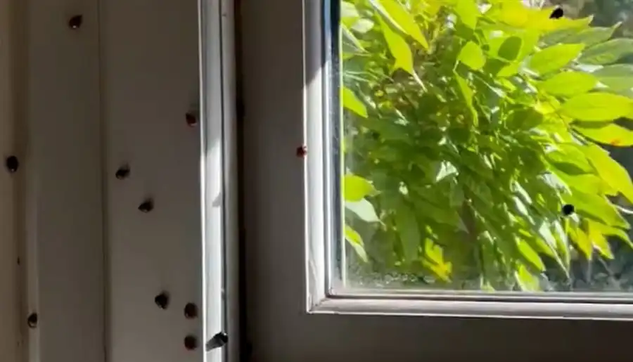 مدار الساعة,أخبار خفيفة ومنوعة