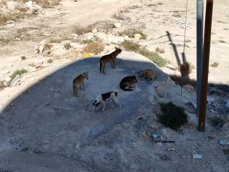جوارنة تكتب: ما بين الرفق بالحيوان