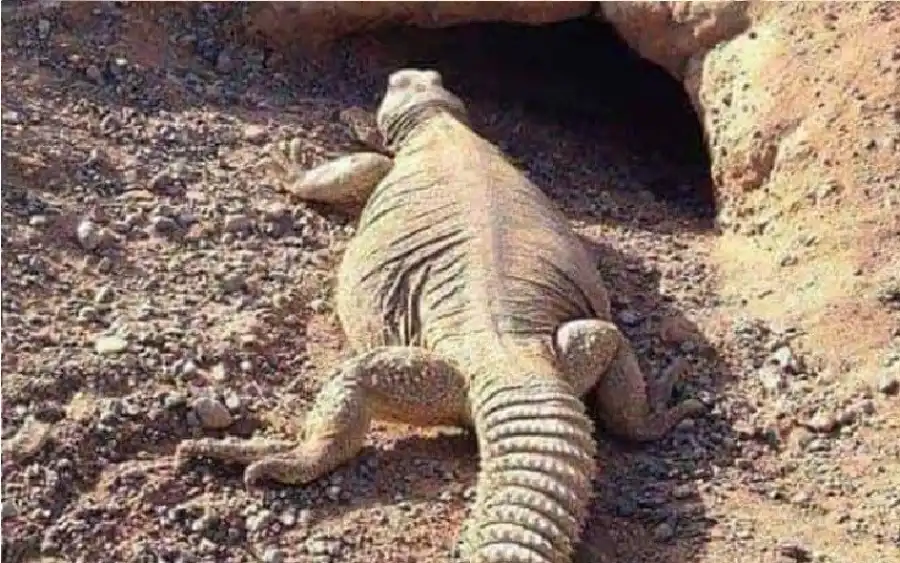 مدار الساعة,شؤون دينية