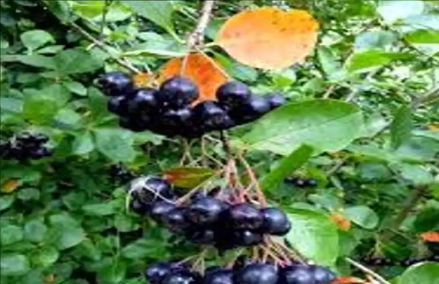 مدار الساعة,أخبار الصحة والأسرة