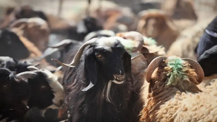 مدار الساعة,أخبار الأردن,اخبار الاردن,وزارة الزراعة