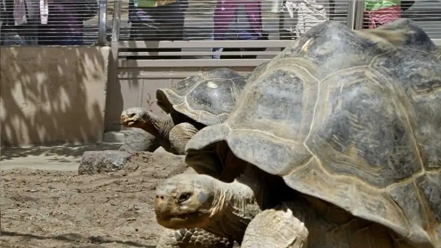 مدار الساعة,أخبار خفيفة ومنوعة