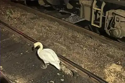 السائق رصد الطائر فجأة: تفاصيل إيقاف