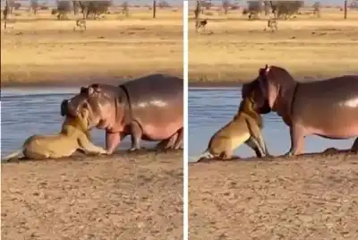 نهاية غير متوقعة لمعركة الأسد.. هل