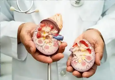 صحة الدماغ تبدأ من الكلى: دراسة