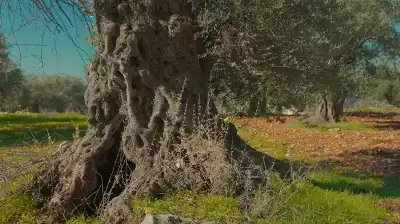 وزارة الثقافة الأردنية تنجح بإدراج شجرة