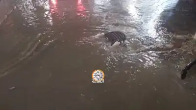 العزام: طوارئ بلدية اربد تعمل على