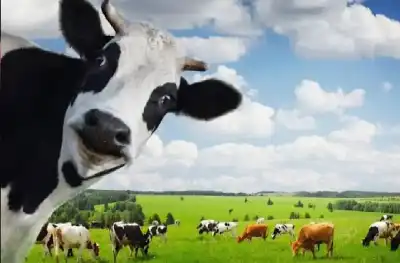 وداعا للأسوار التقليدية: هالتر تستخدم الذكاء