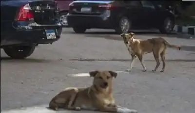 هذه خطة مصر للتعامل مع الكلاب