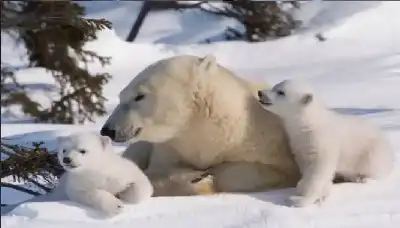 حالة نادرة في القطب الشمالي: دبة