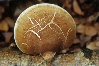 أسرار المحيط الجنوبي: بعثة دولية تكتشف