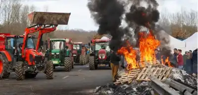 اعتراضا على ذبح الأبقار المريضة.. مزارعو