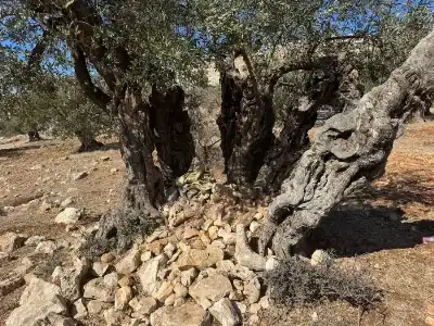 أشجار المهراس ذاكرة مستدامة تتطلع لاحيائها