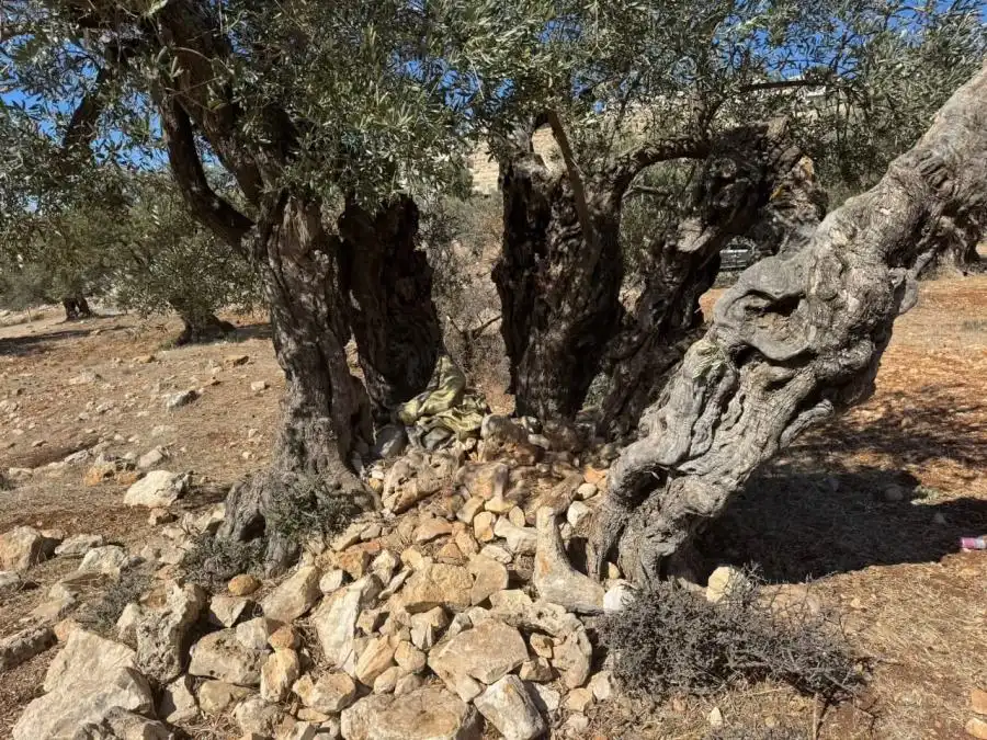 مدار الساعة,أخبار الأردن,اخبار الاردن,محمد المومني,المركز الوطني للبحوث الزراعية,الأمم المتحدة,التنمية المستدامة