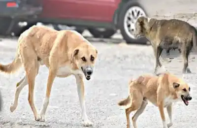 مصر: كلاب ضالة تدفع طالبا تحت