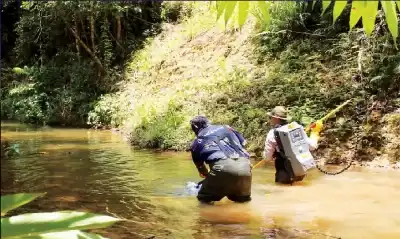 الناجية الوحيدة: حكاية السمكة الاستوائية التي