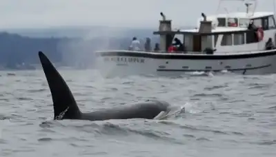 66 يوما في قبضة المحيط: قصة