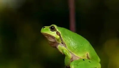 ضابط يتحول لضفدع.. خطأ تقني في