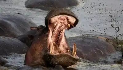 هجوم أفراس النهر ينهي حياة مجموعة