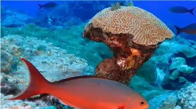 للعام التاسع على التوالي.. حرارة محيطات