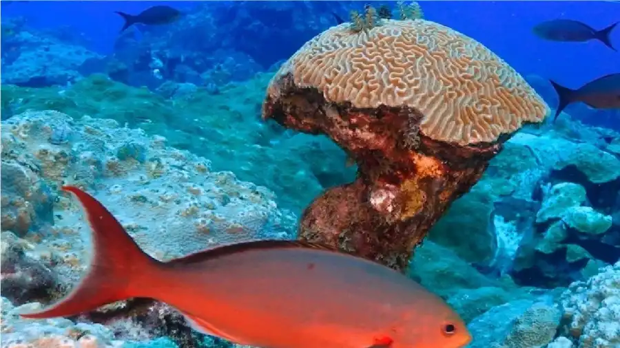 مدار الساعة,أخبار خفيفة ومنوعة