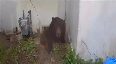 شريك سكن غير مرغوب.. دب يزن