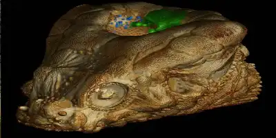 لغز الـ 100 عام.. اكتشاف وظيفة