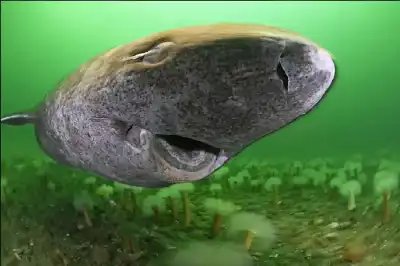 فك شيفرة أطول فقاري عمرا.. علماء