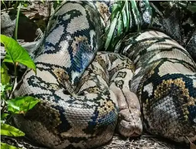 لحظات مرعبة لامرأة اكتشفت ثعبانا ضخما