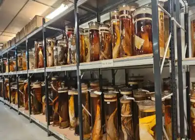 بعد قرنين من الغموض.. الليزر يكشف