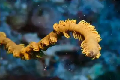 على حد زعمهم.. عمره 300 عام