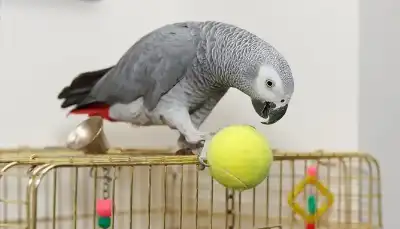 ببغاء بريطاني يختفي فيعود بعد 4