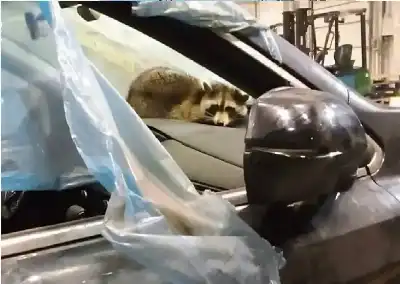 راكون يتسلل من الولايات المتحدة إلى