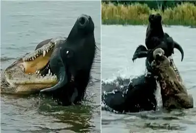 دراما في زيمبابوي: لحظة نجاة جاموس