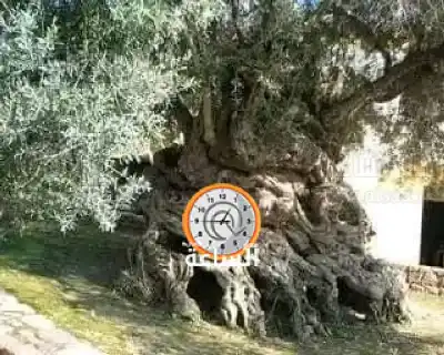 وداعا الشيخة السمرية حمدة العمري.. أيقونة