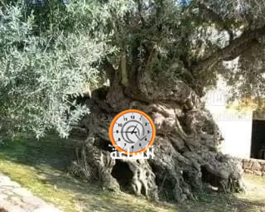 مدار الساعة,أخبار الأردن,اخبار الاردن