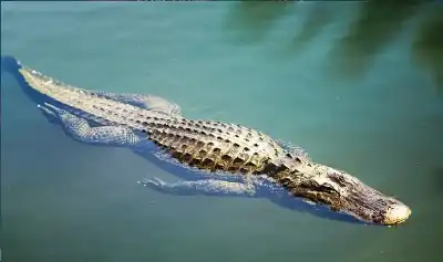 فيضانات موزمبيق تتحول إلى مأساة مزدوجة..