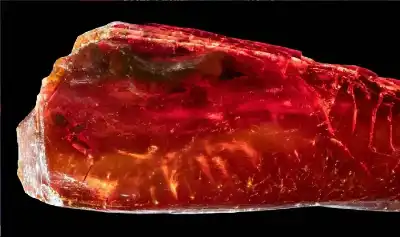 من مقتنيات غوته الخاصة.. نملة منقرضة