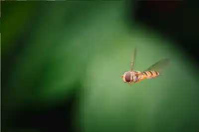 طبيب عناية مركزة يحذر: صمت الحشرات