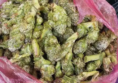 مشروع وطني أردني لتحويل العكوب إلى