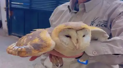 ضبط شخص روج لبيع طيور مهددة